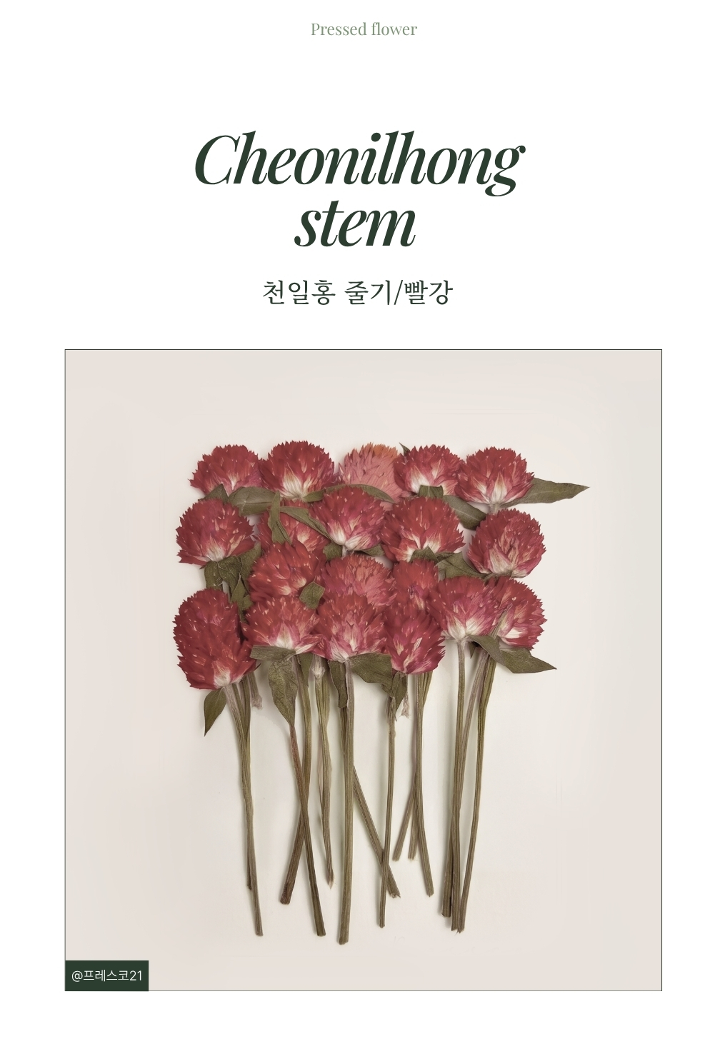 포에버러브 천일홍 줄기형 프리저브드 플라워