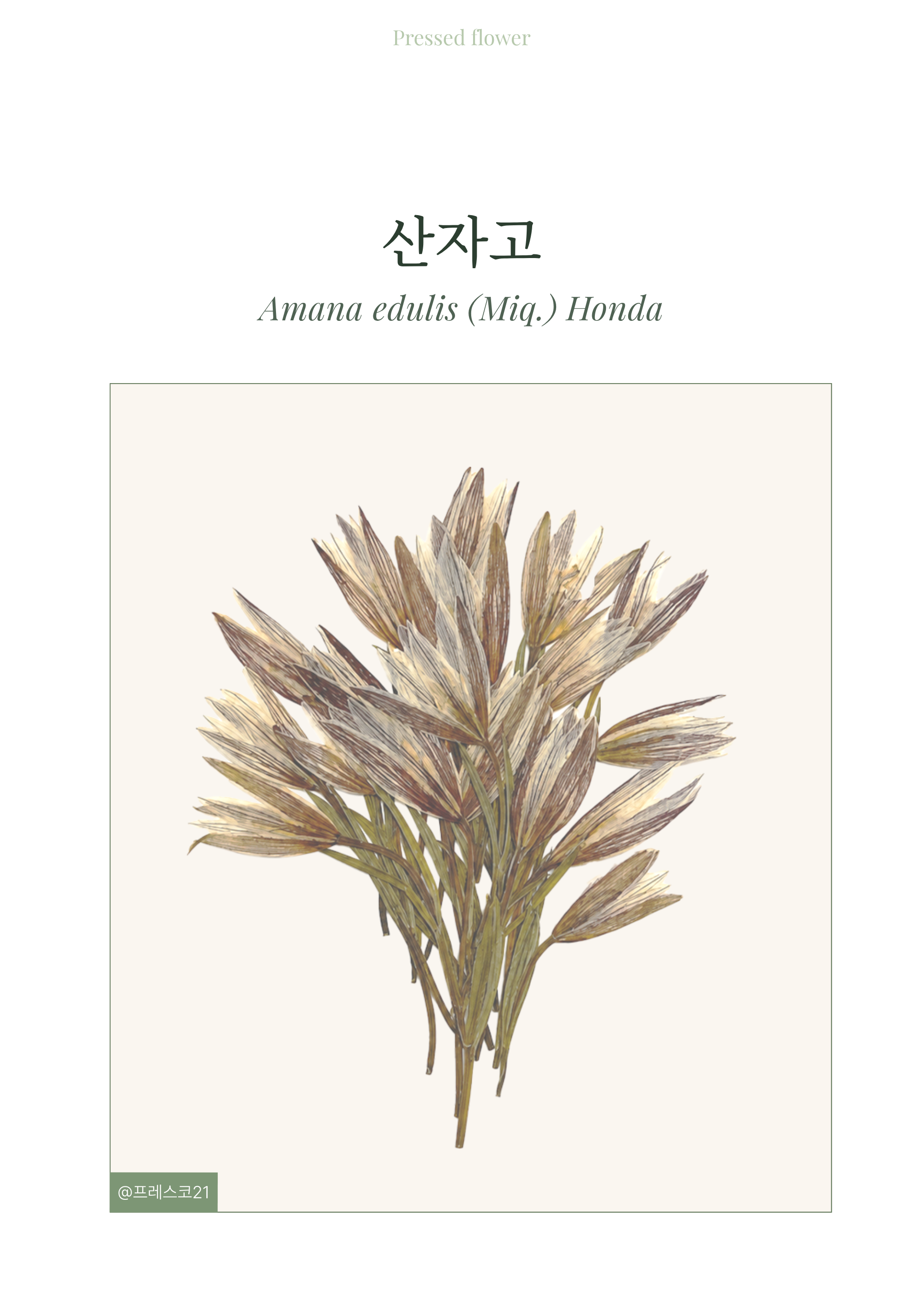 아마나 에둘리스 혼다 상품 상세 이미지 1